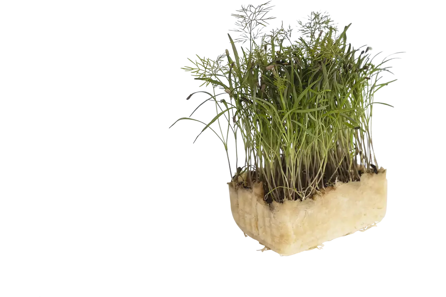 Olympia cress single